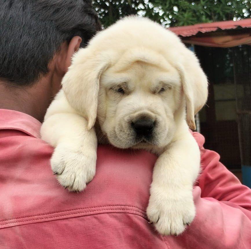 Purchase KCI Registered Labrador Retriever Puppy from Jaipur